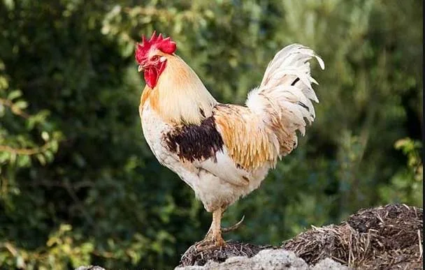 家裡驚現3種動物！閻王爺暗示大限將至？千萬別鐵齒 第 3 張