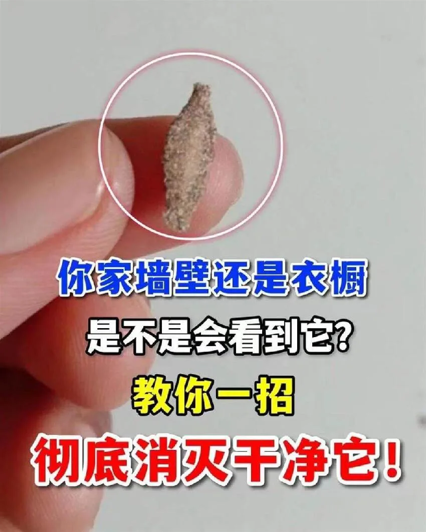 家中牆角衣櫥驚見牠？一招根除不再復發！ 第 1 張