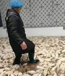食安問題又來？烤鴨生產間工人「腳踩製作」畫面曝，網友哀嚎：我昨天才買來吃 第 4 張